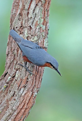 Burmese Nuthatch