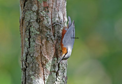 Burmese Nuthatch