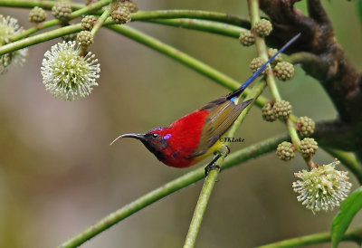 Mrs. Gould Sunbirds Male and female 