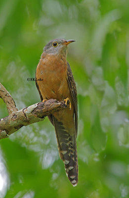 Rusty-breasted Cuckoo