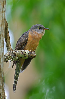 Rusty-breasted Cuckoo