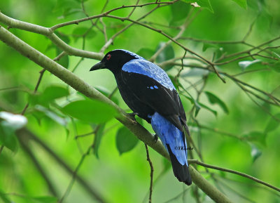 Fairy Bluebird (Male)