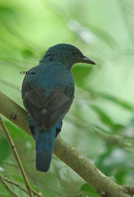Fairy Bluebird (Female)