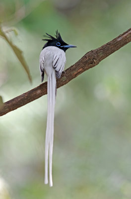 Asia Paradise Flycatcher, Male.(White Morph)
