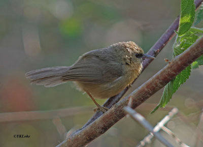 Black-chinned Babbler. 