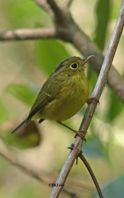 Golden-spectacled Warbler