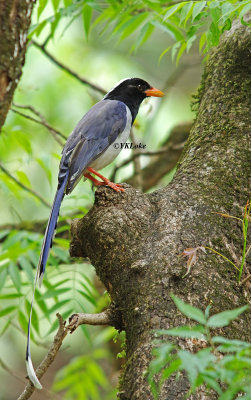 Red-billed Blue Magpie