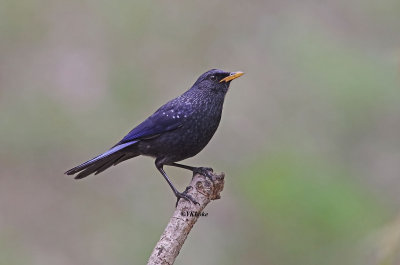 Blue Whisting Thrush