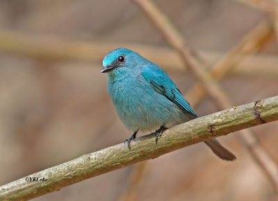 Verditer Flycatcher