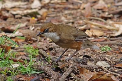 Whited-throated Laughingthrush