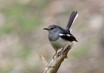 Oriental Magpie Robin (Female)