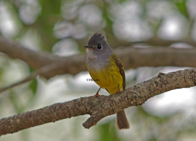 Grey-headed Canary Flycatcher