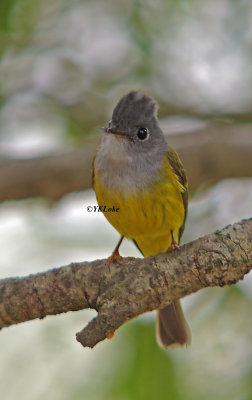 Grey-headed Canary Flycatcher
