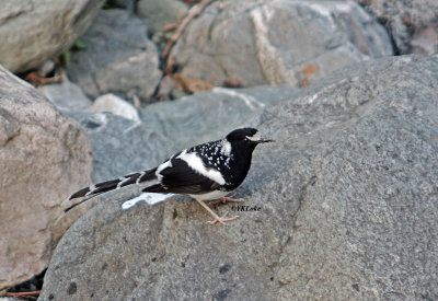 Spotted Fortail