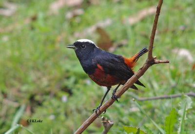 White-capped Water Redstart