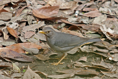 Tickell's Thrush