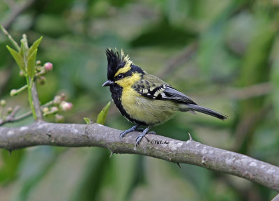 Black-lored Tit