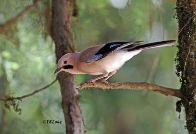 Eurasian Jay