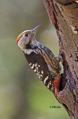Brown-frontal Woodpecter