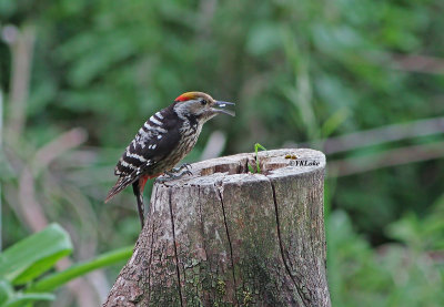 Brown-frontal Woodpecker