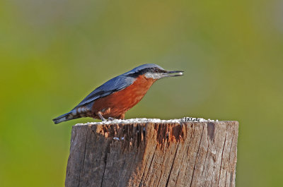 Chestnut-bellied Nuthatch