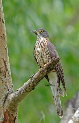 Large Hawk Cuckoo