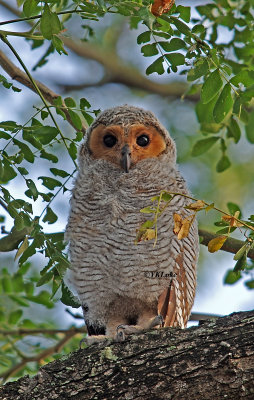Spotted Wood Owl, Juvenile