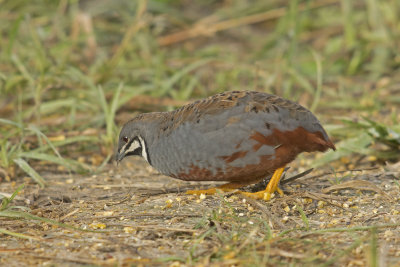 King Quail, Male