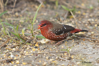 Red-Avadavat (Strawberry Finch) Male