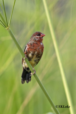 Red-Avadavat (Strawberry Finch) Male