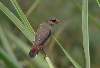 Red-Avadavat (Strawberry Finch) Female