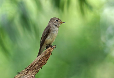 Asian Brown Flycatcher