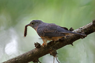 Rusty-breasted Cuckoo