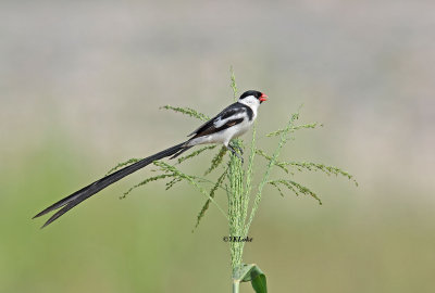 Whydah