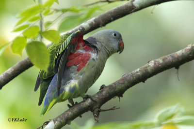 Blue-Rumped Parrot