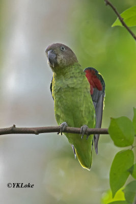 Blue-Rumped Parrot, Female