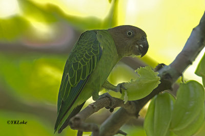 Blue-Rumped Parrot, Female 