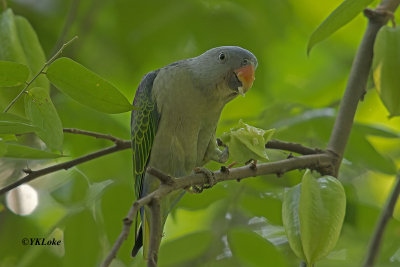Blue-Rumped Parrot, Male