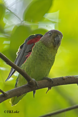 Blue-Rumped Parrot, Female