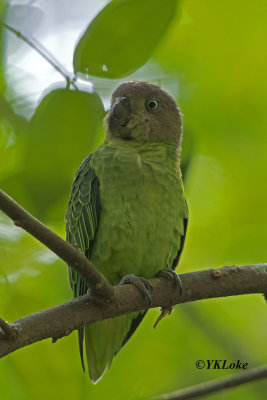 Blue-Rumped Parrot, Female