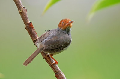 Ashy Tailorbird