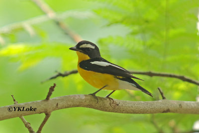 Yellow-rumped Flycatcher, Male
