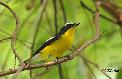 Yellow-rumped Flycatcher, Male