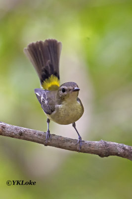 Yellow-rumped Flycatcher, Female