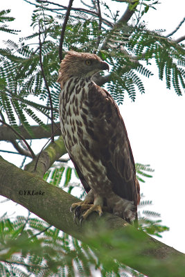 Changeable Hawk Eagle, Female