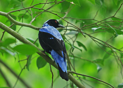 Asian Fairy Bluebird, Male
