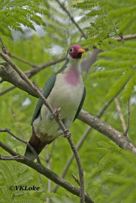 Jambu Fruit Dove, Male.