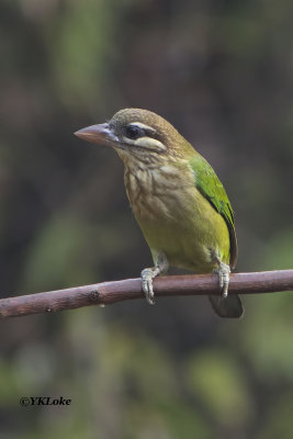 White-cheeked Barbet