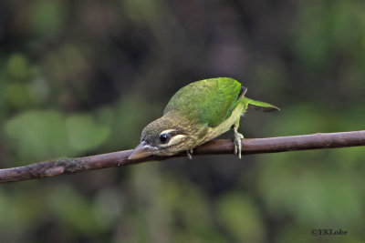 White-cheeked Barbet