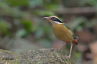 Indian Pitta (Male)